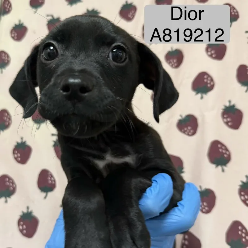 Dior