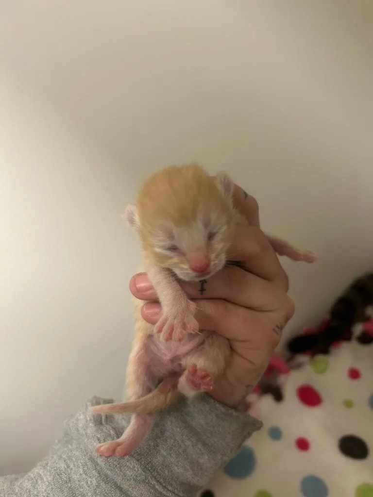 A baby small-sized female Domestic Short Hair cat named Bonnie for adoption in Greenfield, IN