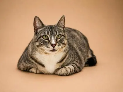 An adult large-sized female Domestic Short Hair cat named Zoe for adoption in Bowling Green, KY