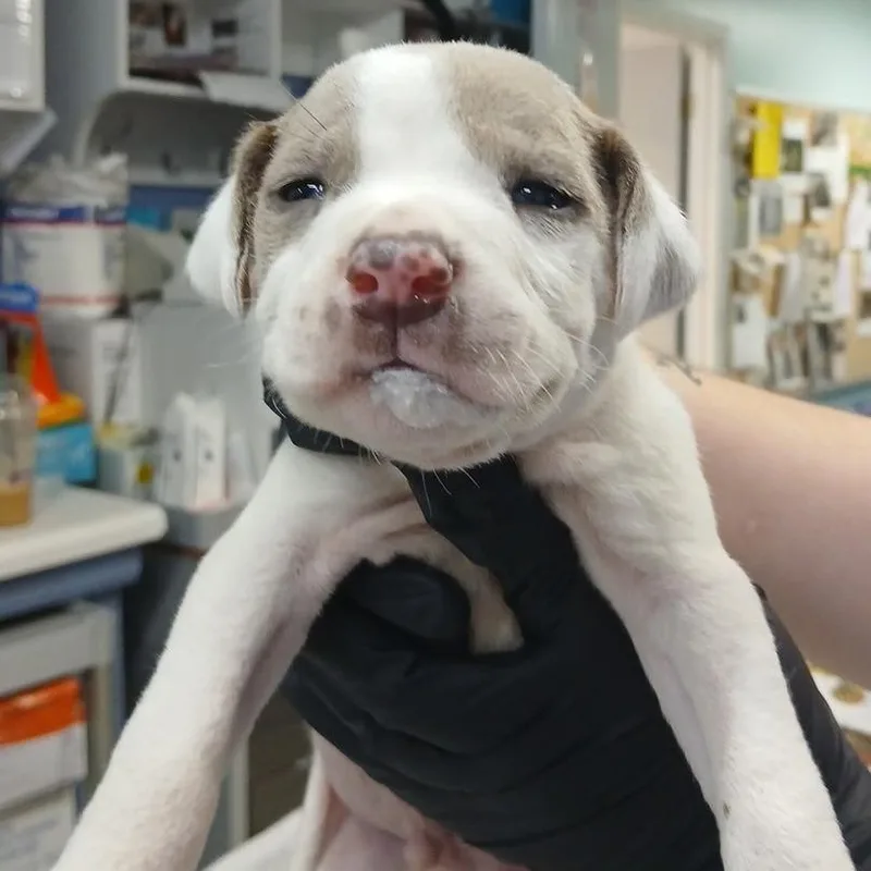A baby small-sized male White / Cream Hound dog named Adrian for adoption in Marble, NC