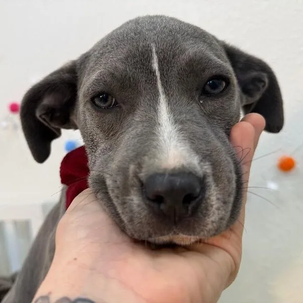 A baby medium-sized female Gray / Blue / Silver Pit Bull Terrier dog named Mosa Cutie Baby for adoption in Friendswood, TX