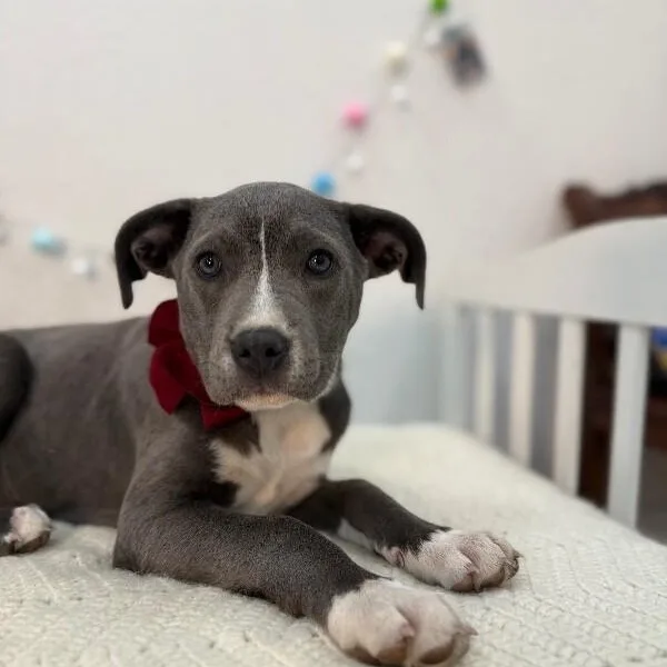 Mosa Cutie Baby thumbnail 3