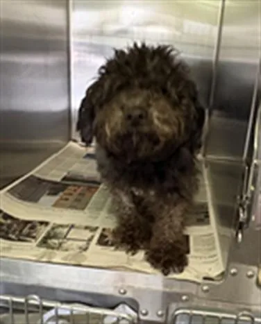 A young small-sized male Mixed Breed dog named A for adoption in Los Angeles, CA