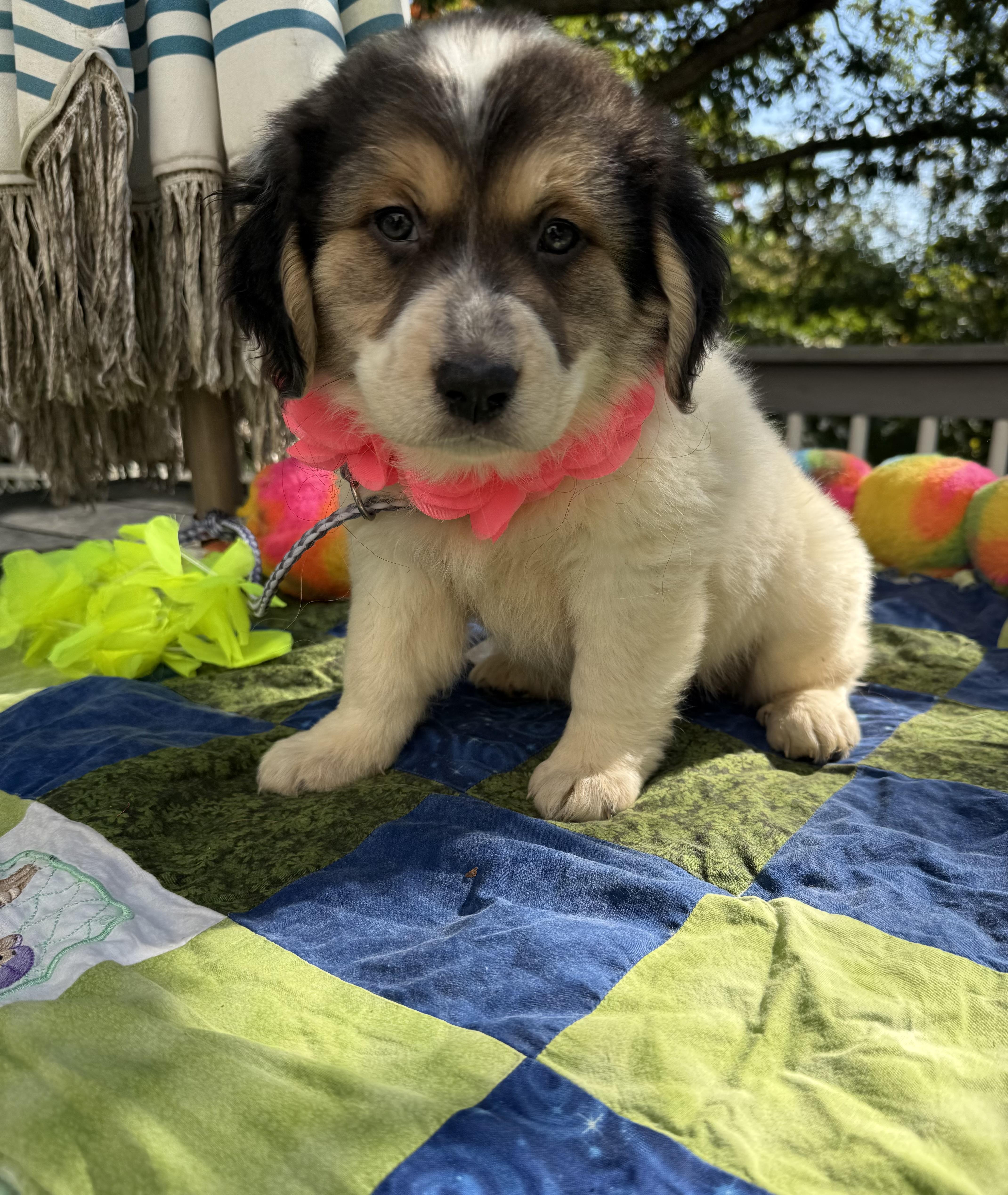 A baby medium-sized female Apricot / Beige Australian Shepherd dog named Jolene for adoption in White Lake, MI