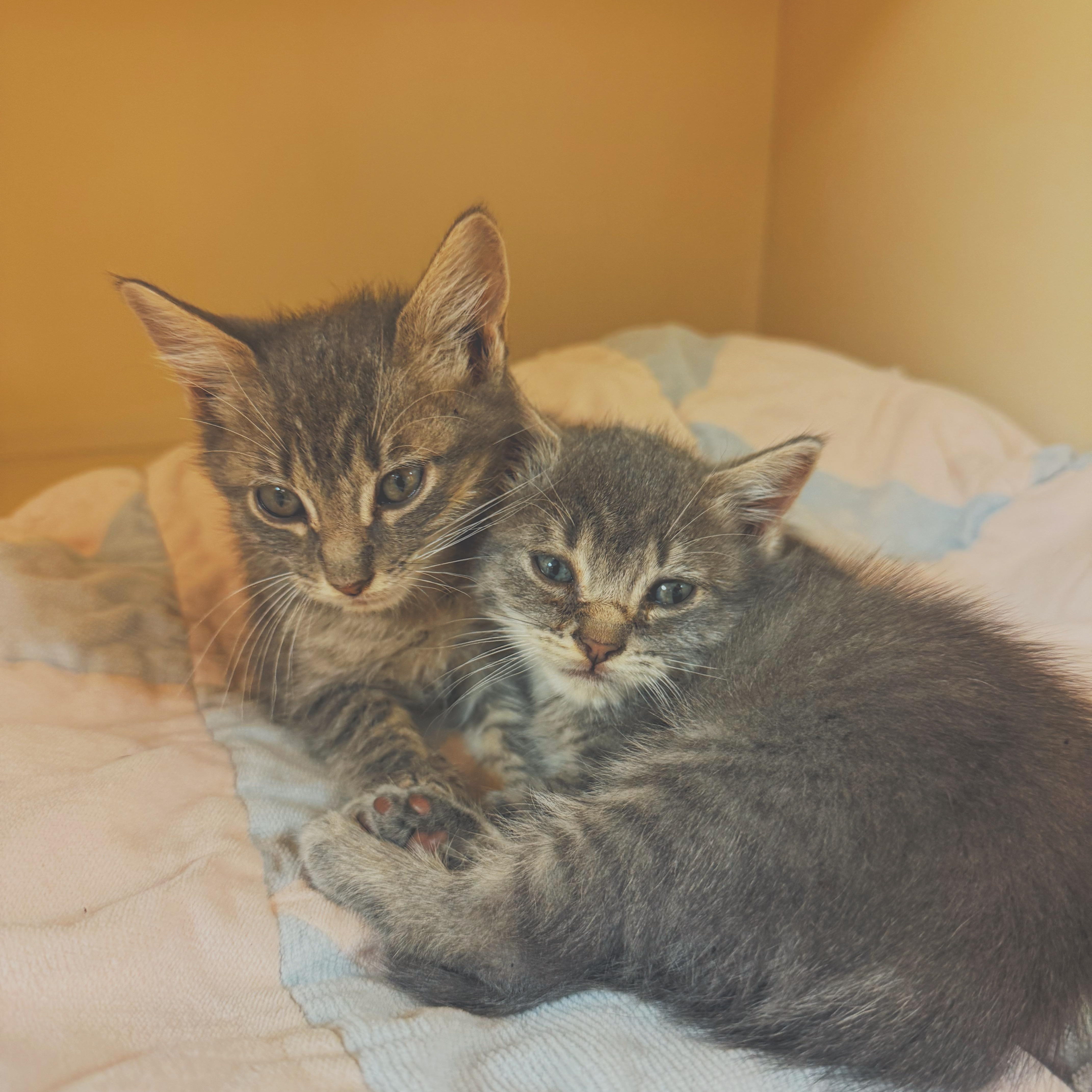 A baby medium-sized male Domestic Short Hair cat named Nosferatu & Gargoyle for adoption in Hays, KS
