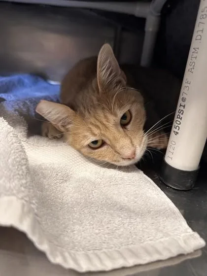 An adult small-sized male Domestic Short Hair cat named Peach Ring for adoption in Roseville, CA