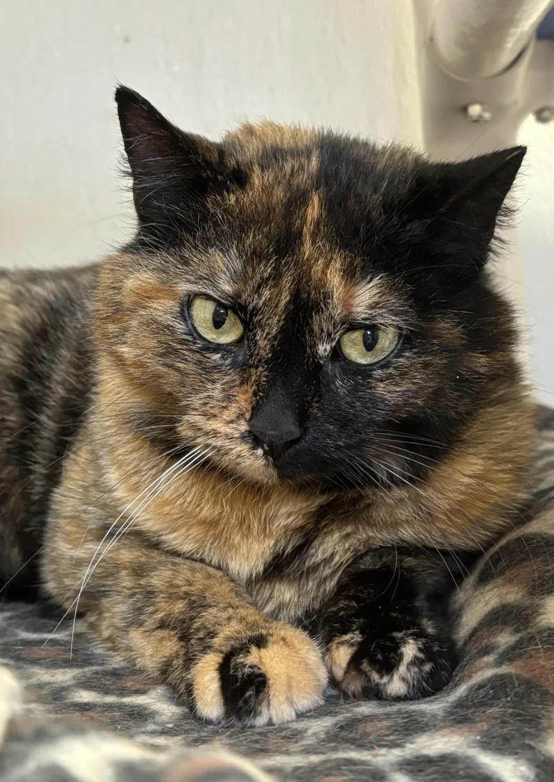 An adult medium-sized female Domestic Short Hair cat named Umbra for adoption in Beacon, NY