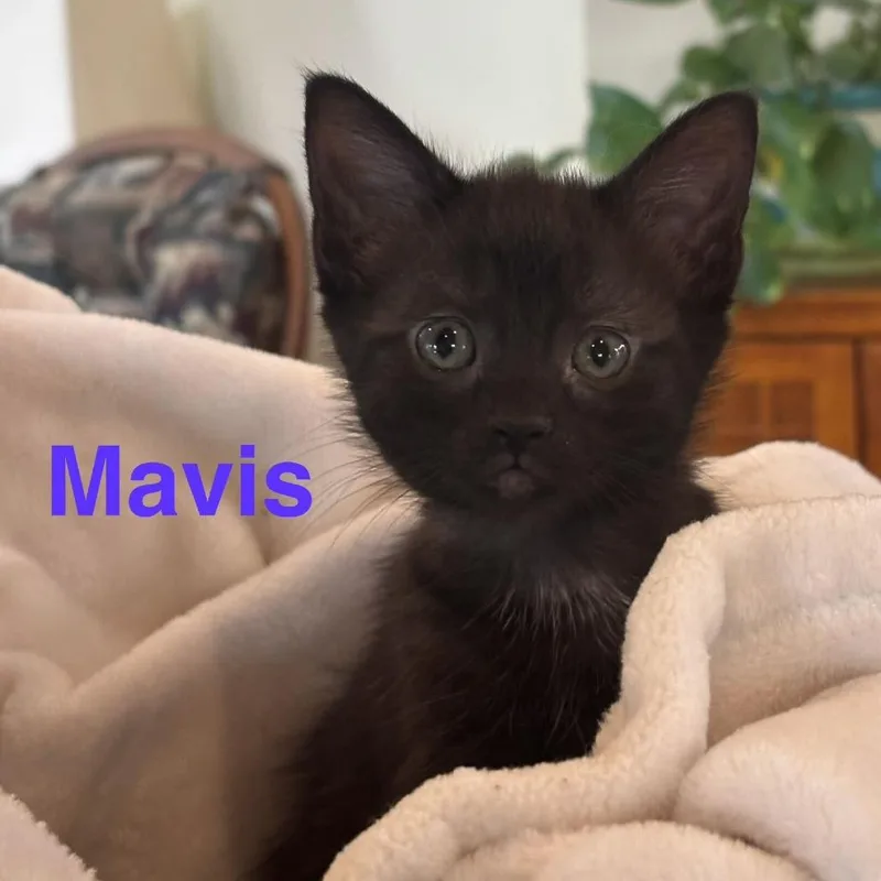 A baby small-sized male Black Domestic Short Hair cat named Mavis for adoption in Glenfield, NY