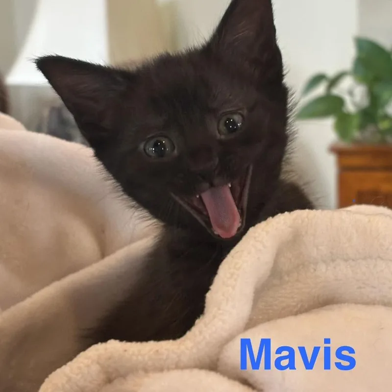 Mavis thumbnail 2