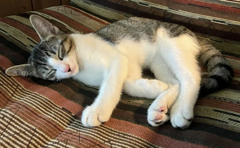 A baby medium-sized male Tabby (Buff / Tan / Fawn) Domestic Short Hair cat named Nemo โ The Little for adoption in Prescott, AZ