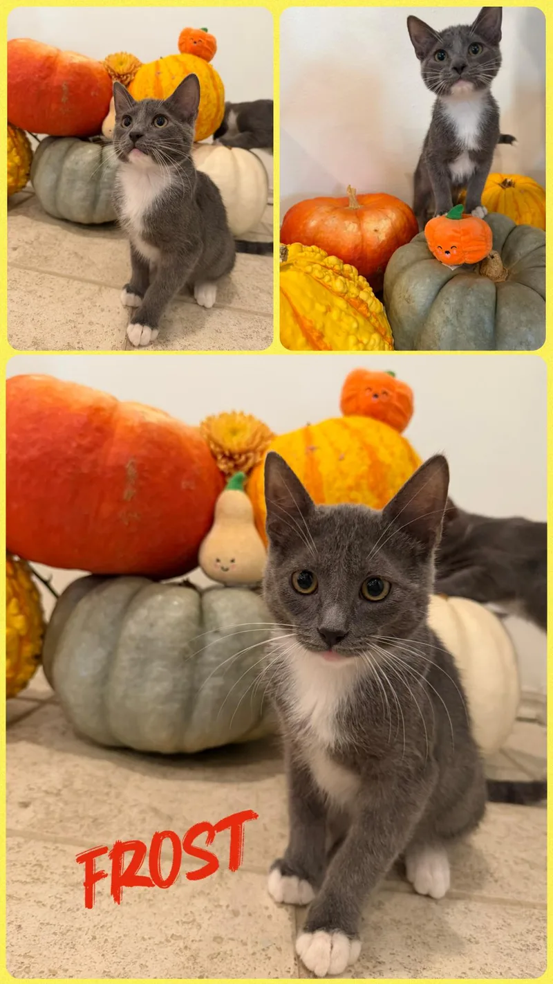 A young medium-sized male Domestic Medium Hair cat named Frost for adoption in Noble, OK
