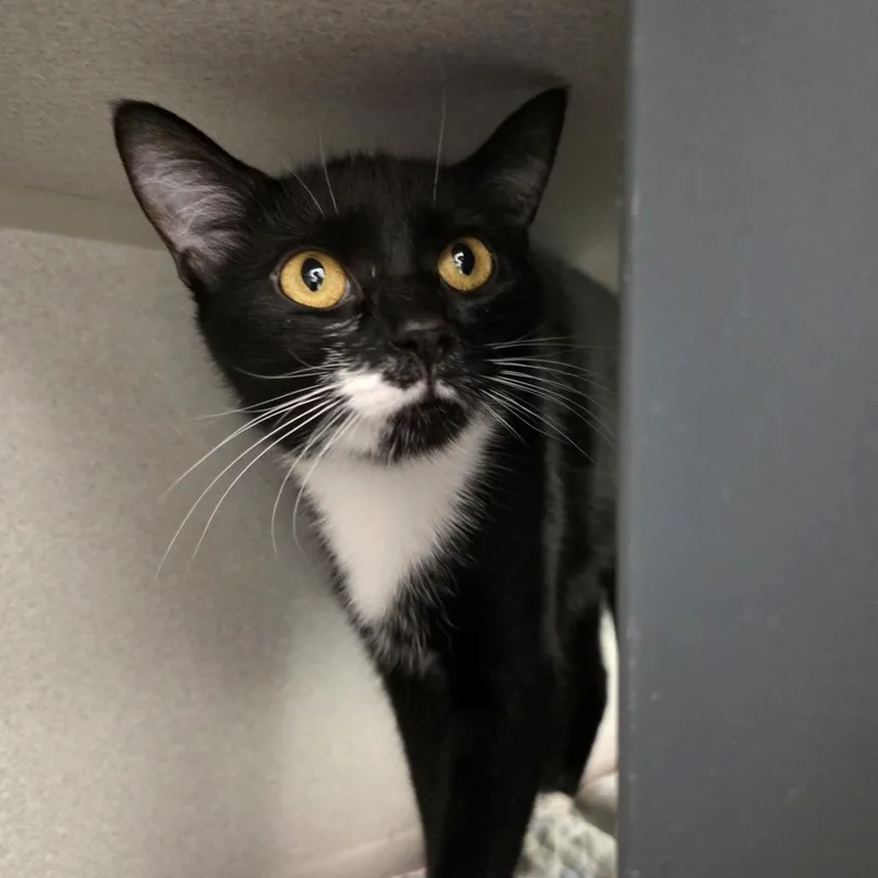 A young medium-sized female Domestic Short Hair cat named Foxy for adoption in Oshkosh, WI