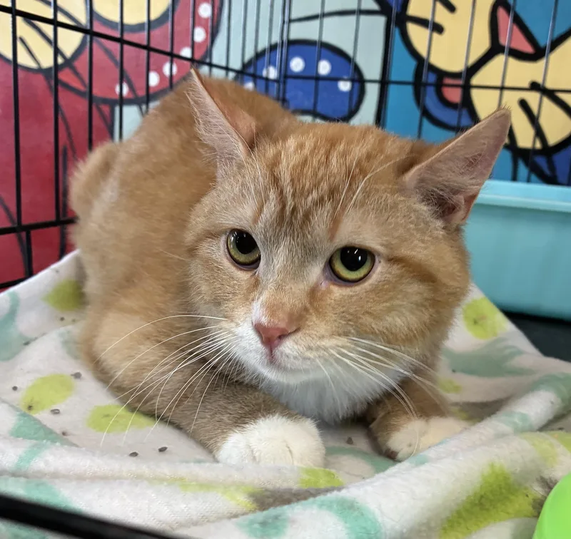 A young medium-sized male Orange & White Domestic Short Hair cat named Augustus for adoption in Breinigsville, PA