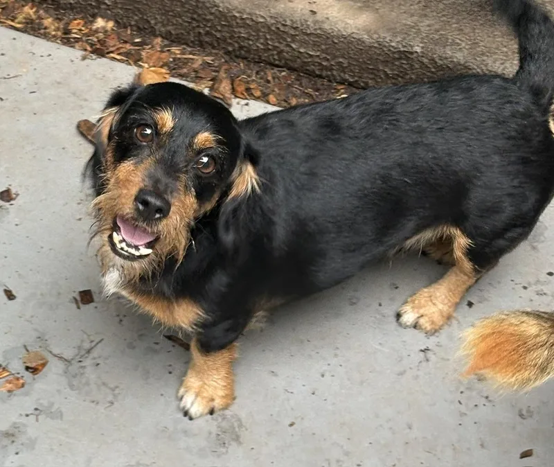 A young small-sized male Wirehaired Dachshund dog named PeeWee for adoption in Chalfont, PA