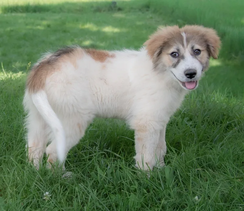 A baby large-sized female Great Pyrenees dog named Dana for adoption in Nashville, TN