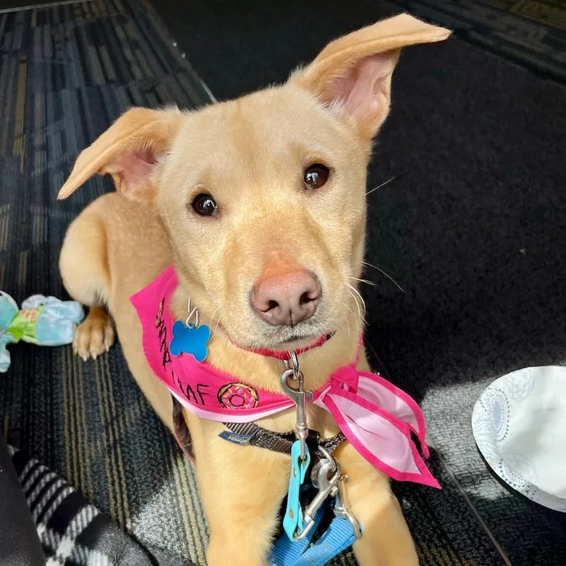 A young small-sized female Mixed Breed dog named Ponyo for adoption in State College, PA