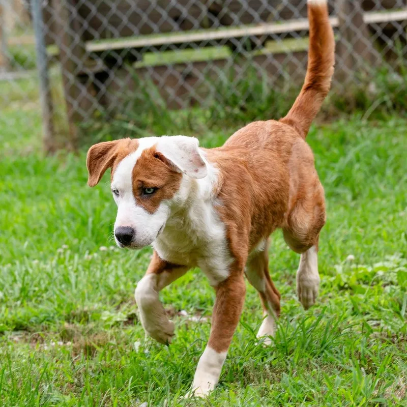 A young medium-sized male Red / Chestnut / Orange Mixed Breed dog named Morgan for adoption in Blue Ridge, GA