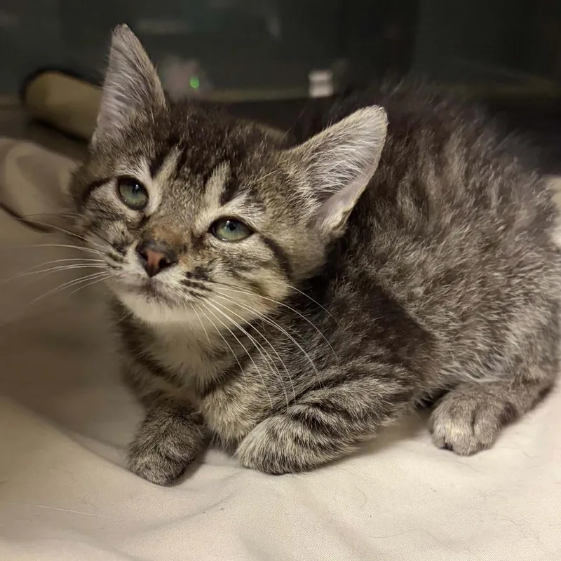 A baby small-sized female Brown / Chocolate Domestic Short Hair cat named Leah for adoption in Concord, NC
