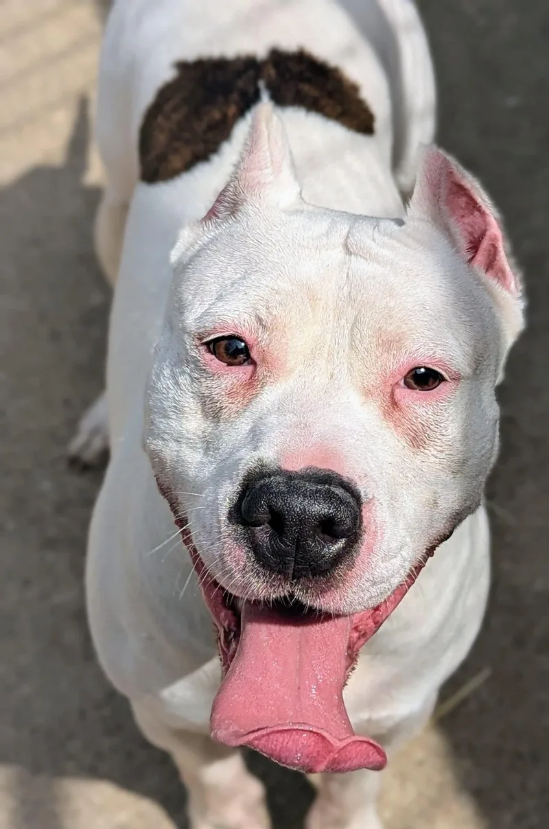 An adult medium-sized female White / Cream Pit Bull Terrier dog named Greta for adoption in Chicago, IL