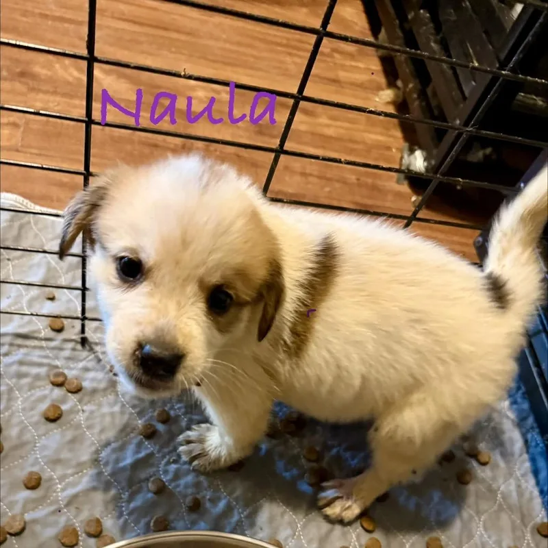 A baby small-sized female White / Cream Australian Shepherd dog named Naula for adoption in Ennis, TX