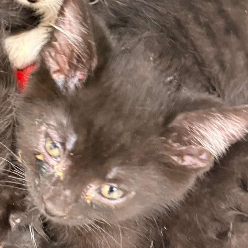 A baby small-sized male Black Domestic Short Hair cat named Boppy for adoption in Evansville, IN