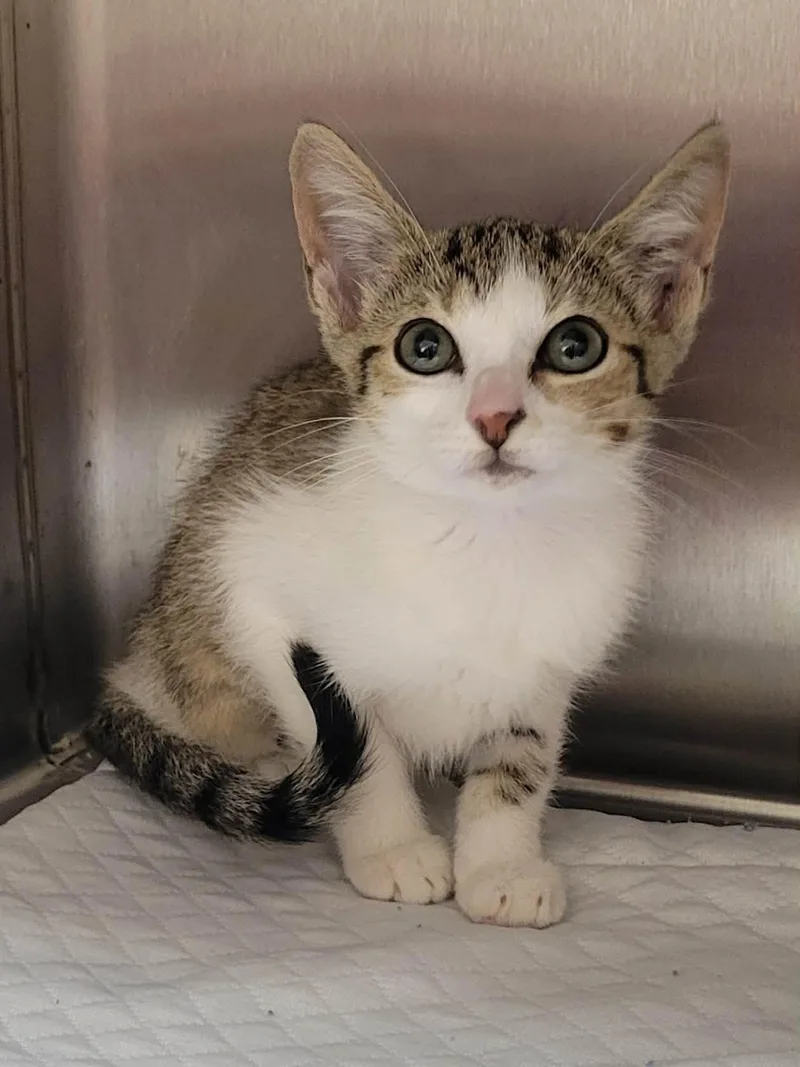 A baby medium-sized female Tabby (Brown / Chocolate) Domestic Short Hair cat named Jackie for adoption in LaPlace, LA