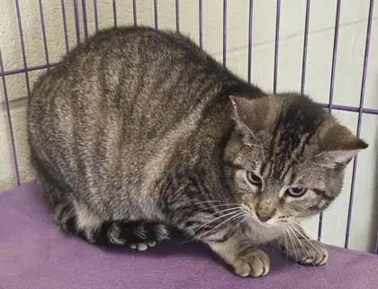 An adult medium-sized female Domestic Short Hair cat named Kitkat for adoption in Fairhope, AL