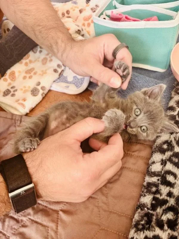 A baby small-sized male Domestic Short Hair cat named Gandolfini for adoption in San Diego, CA