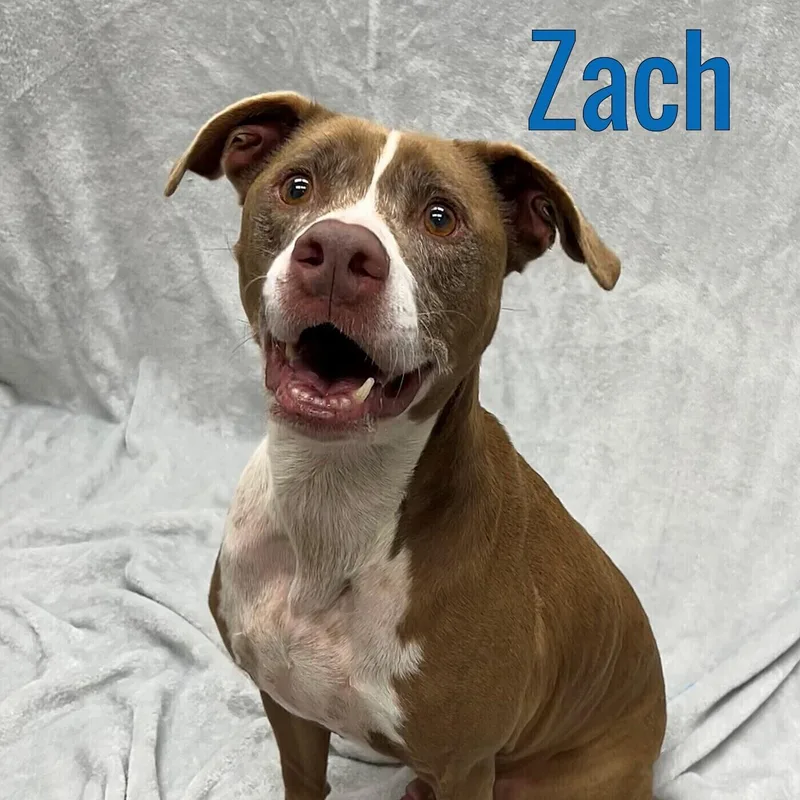 A senior medium-sized male Brown / Chocolate Hound dog named Zach for adoption in Pleasantville, NJ