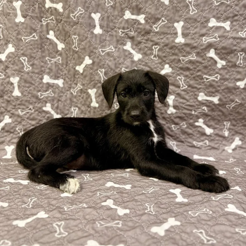 A baby small-sized female Black Labrador Retriever dog named Macaroon for adoption in Buffalo, MN