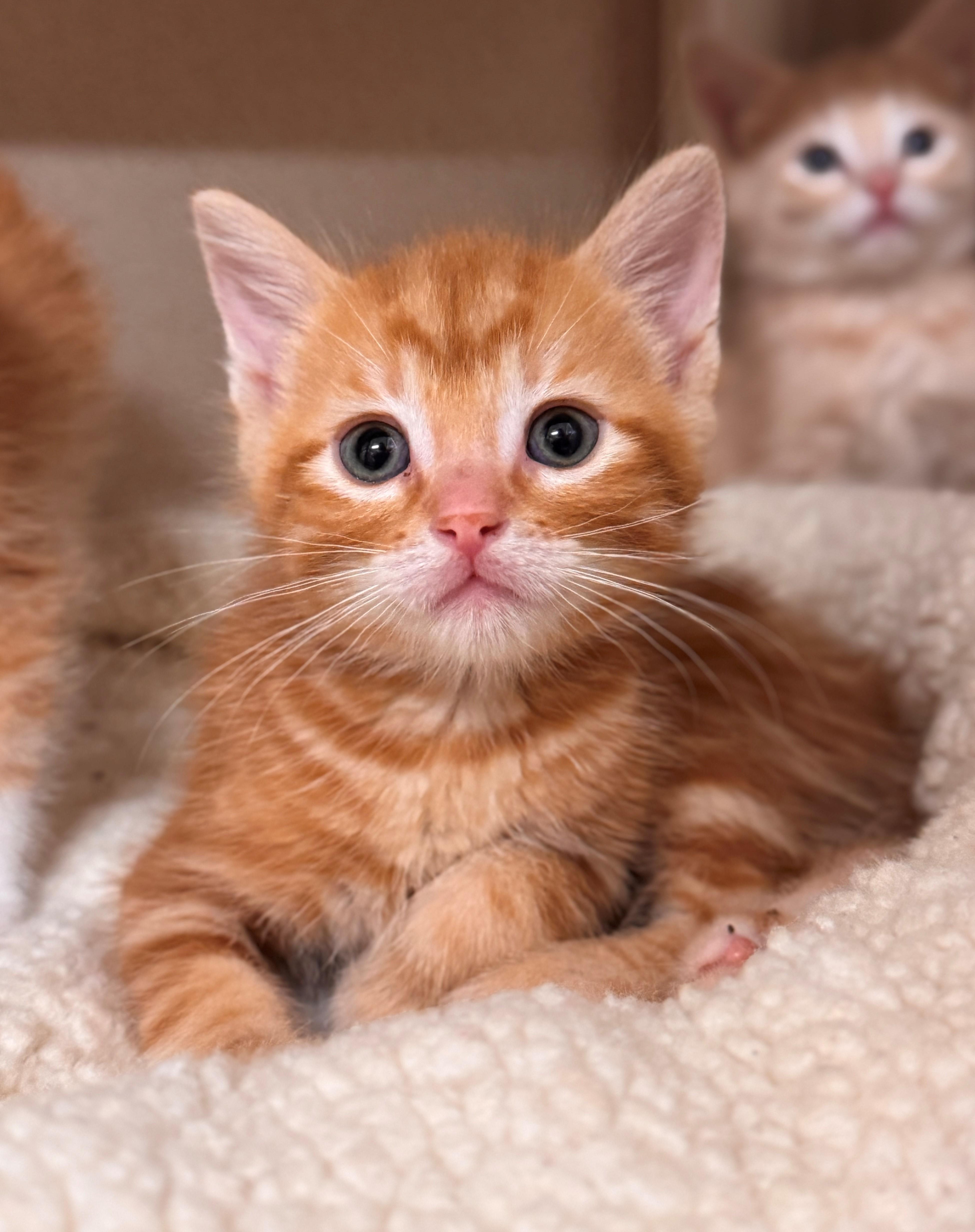 A baby small-sized male Tabby (Orange / Red) Domestic Short Hair cat named Cheese Nip for adoption in Hackensack, MN