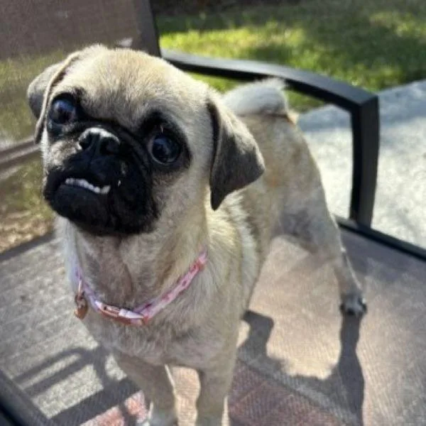 A young small-sized female Yellow / Tan / Blond / Fawn Pug dog named Ada for adoption in Alvin, TX