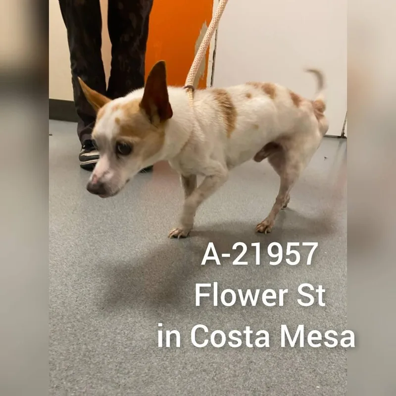 A senior small-sized male White / Cream Chihuahua dog named C for adoption in Westminster, CA
