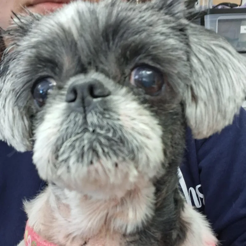 A senior small-sized female White / Cream Shih Tzu dog named Sugar for adoption in Fort Bragg, CA