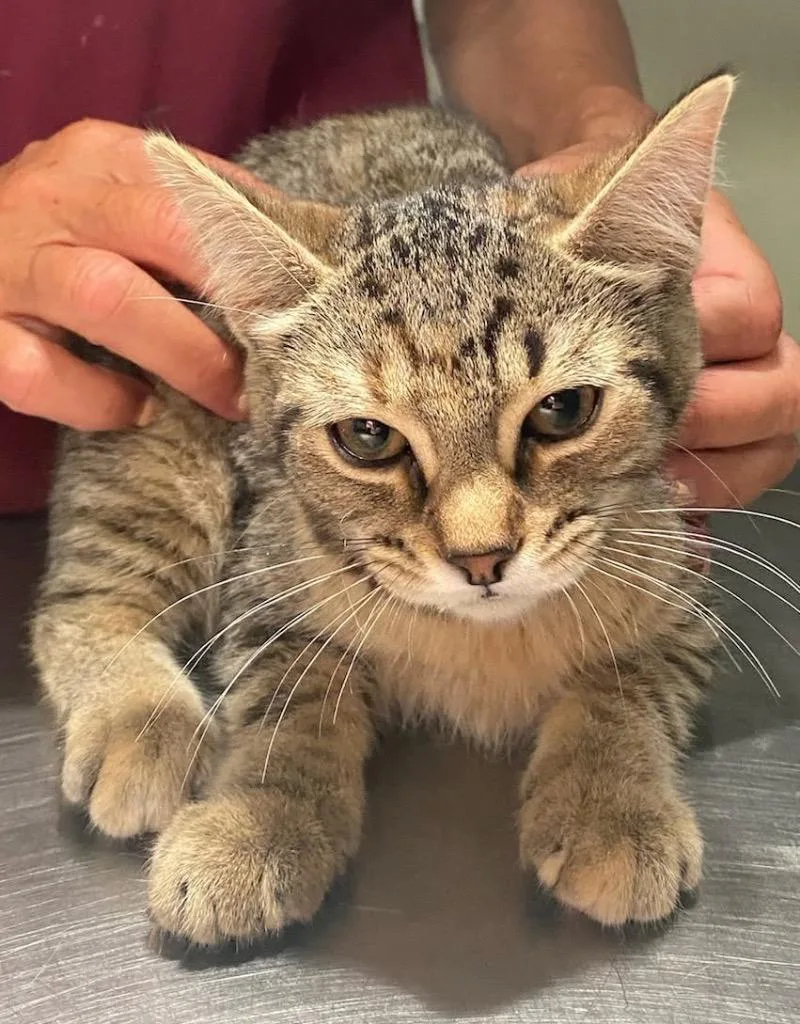 A baby medium-sized female Domestic Short Hair cat named Maple Walnut for adoption in Ewing, NJ