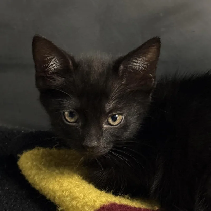 A baby small-sized male Domestic Short Hair cat named Barrel for adoption in Troy, VA