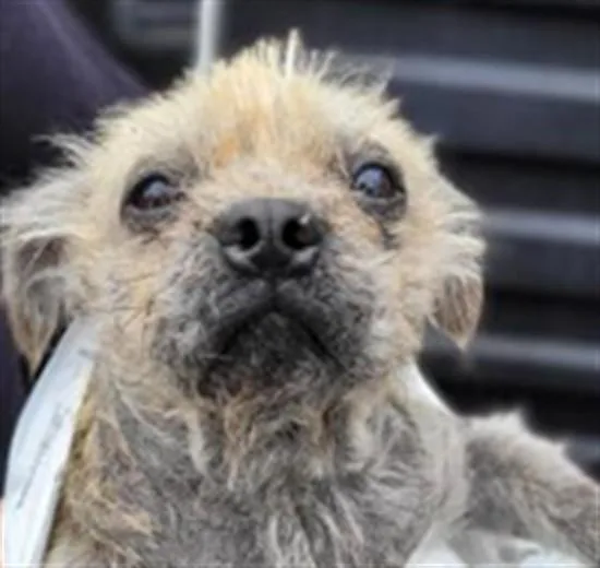 An adult small-sized male Mixed Breed dog named Walmart for adoption in Los Angeles, CA