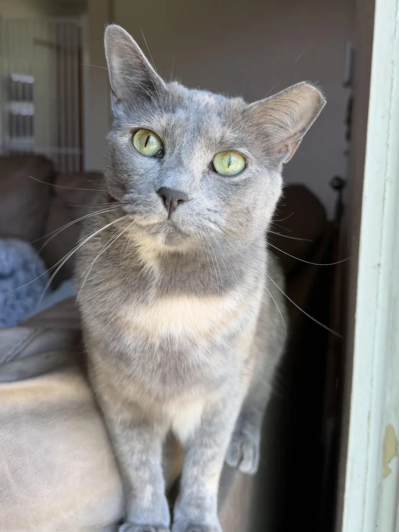 A young large-sized female Dilute Tortoiseshell Domestic Short Hair cat named Rose for adoption in Fort Worth, TX