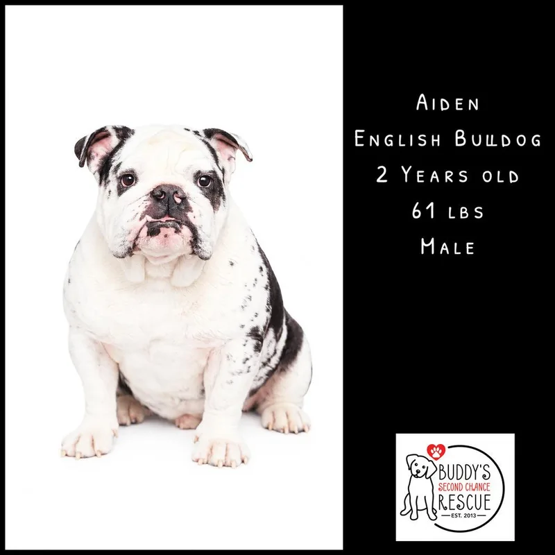 An adult large-sized male Tricolor (Brown, Black, & White) English Bulldog dog named Aiden for adoption in Amherst, NY