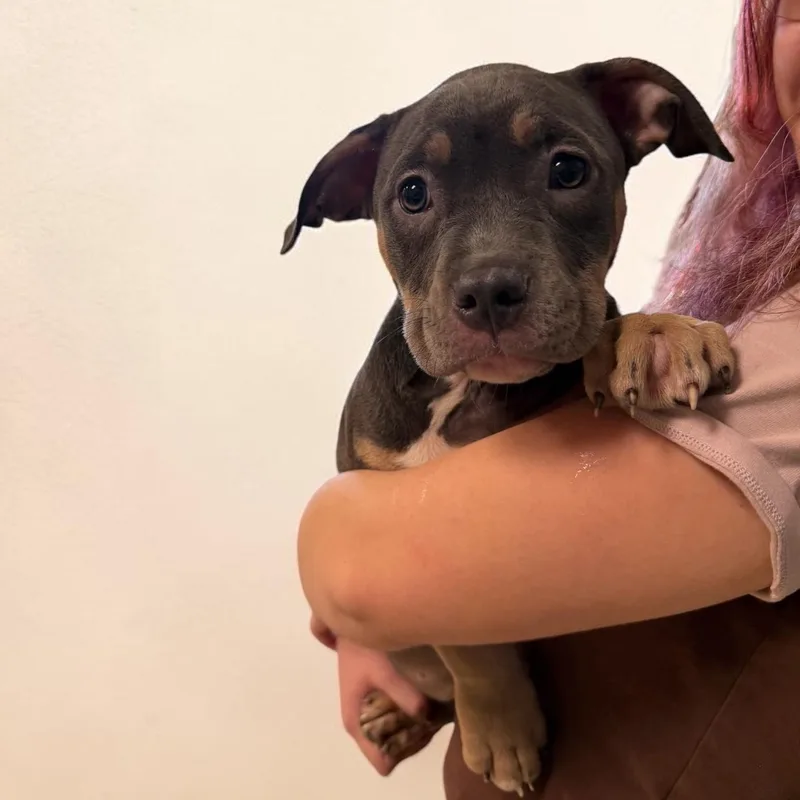 A baby medium-sized female Brown / Chocolate Terrier dog named Susan for adoption in Elyria, OH