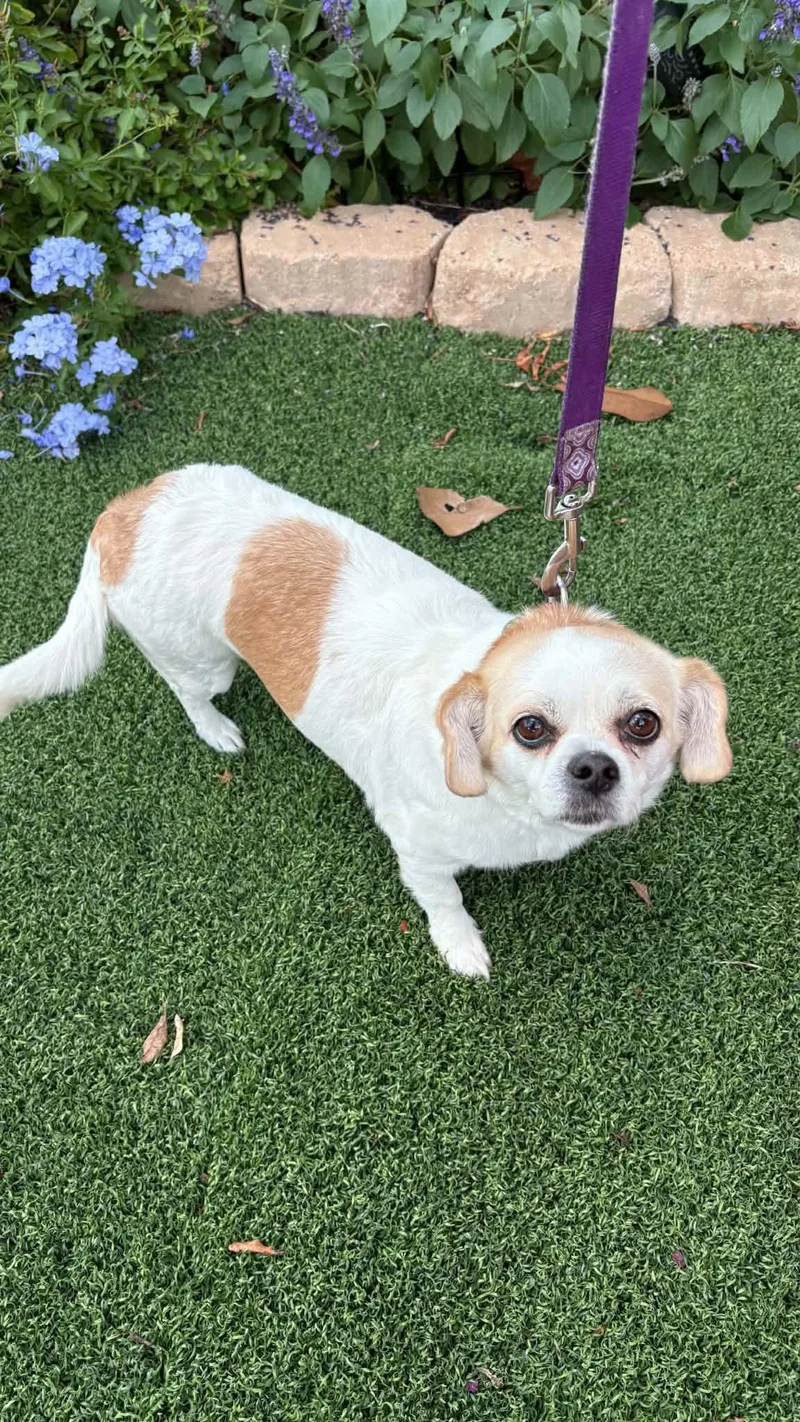 An adult small-sized female White / Cream Pug dog named Sadie for adoption in Garland, TX