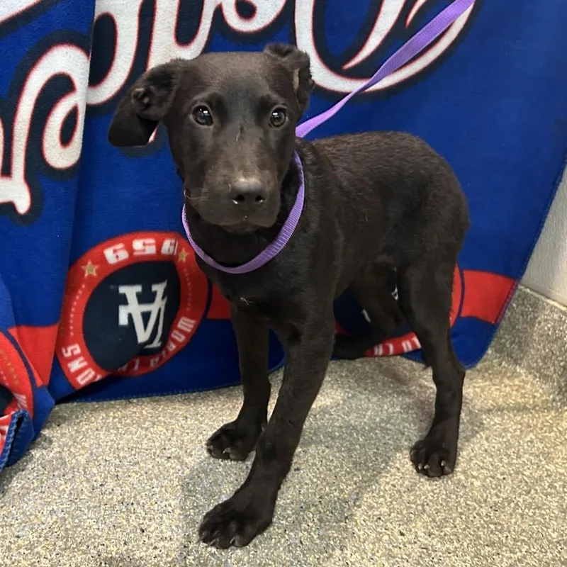 A baby small-sized female Black Labrador Retriever dog named IVHSStray for adoption in San Gabriel, CA