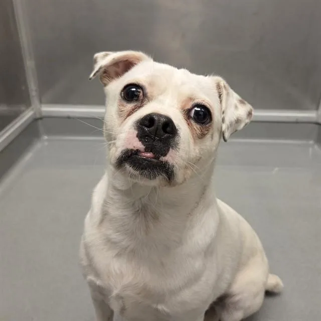 An adult small-sized female Chihuahua dog named Nova Chloe for adoption in Ontario, CA