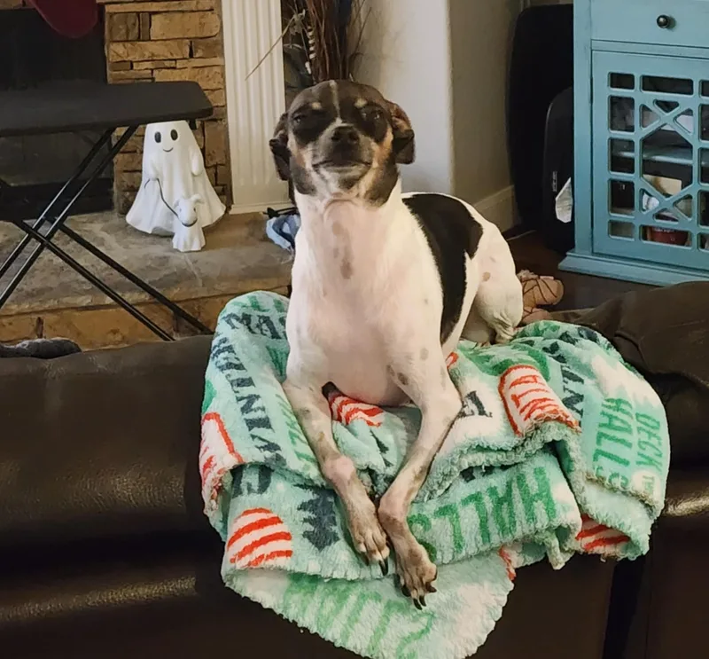 An adult small-sized female Tricolor (Brown, Black, & White) Chihuahua dog named Spicy Rose for adoption in Houston, TX