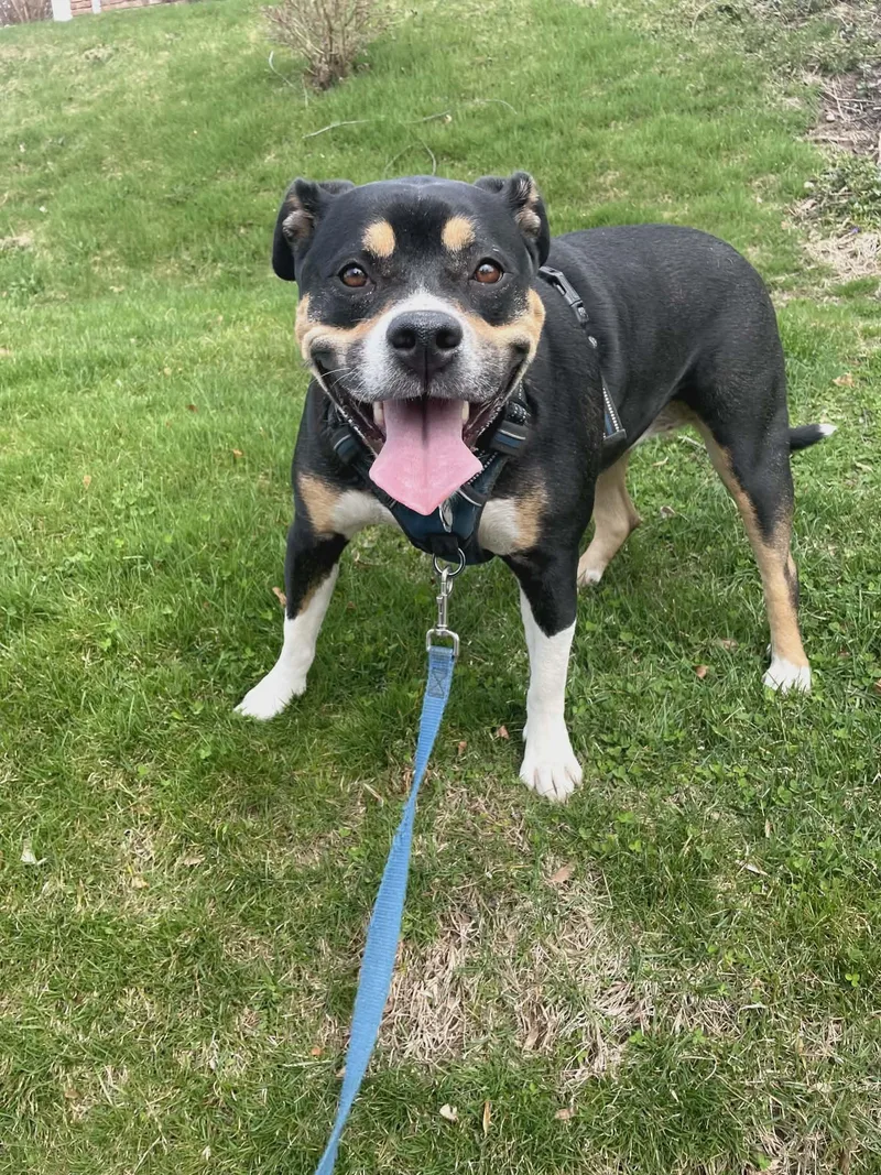 An adult large-sized female Tricolor (Brown, Black, & White) Rottweiler dog named Stevie for adoption in Wantagh, NY