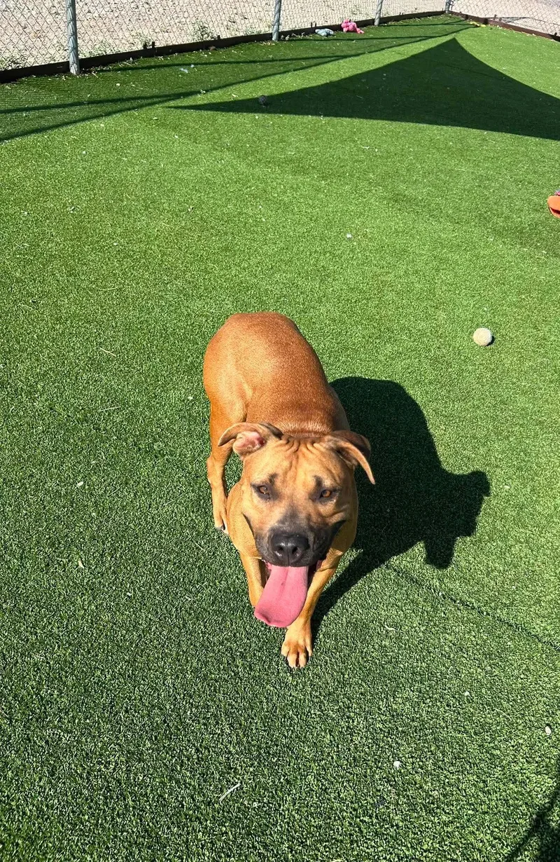 An adult large-sized female Boxer dog named Eve for adoption in Truth or Consequences , NM