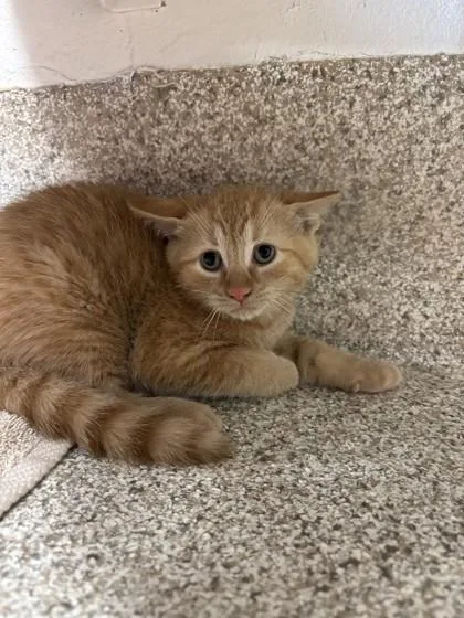 A young small-sized male Domestic Short Hair cat named Jupiter for adoption in Scotia, NY