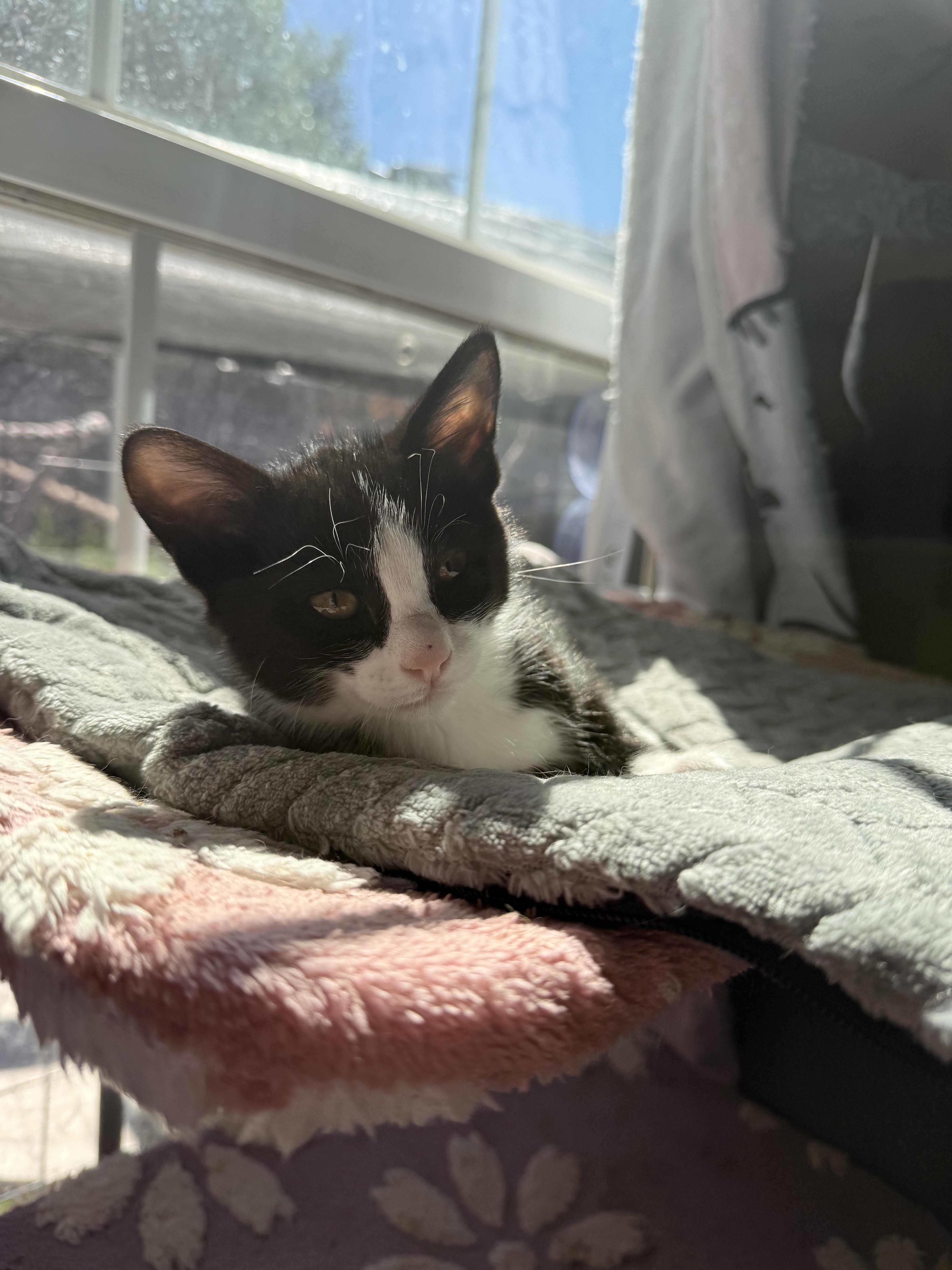A baby medium-sized male Black & White / Tuxedo Domestic Short Hair cat named Bailey for adoption in The Dalles, OR