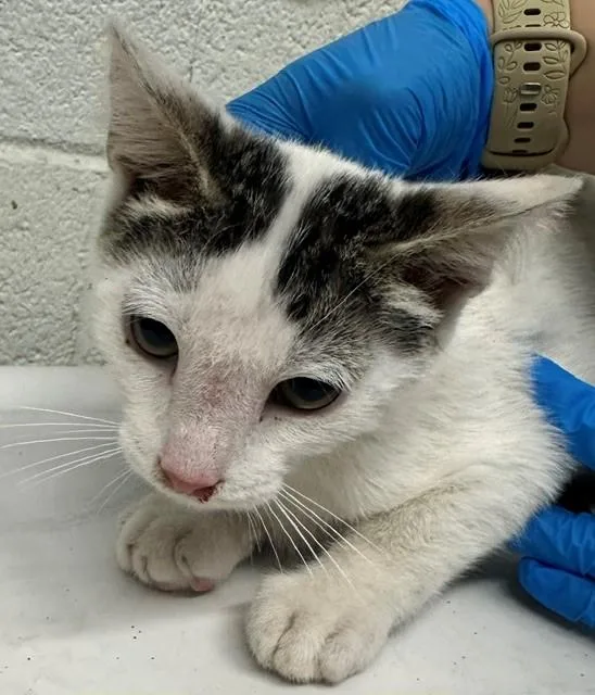 A baby small-sized male Domestic Short Hair cat named Mercury for adoption in Chula Vista, CA
