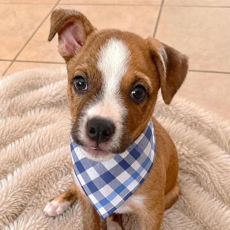 A baby small-sized male Brown / Chocolate Mixed Breed dog named Bug for adoption in Tampa, FL